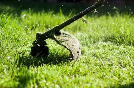 Overgrown Properties Can Be a Liability